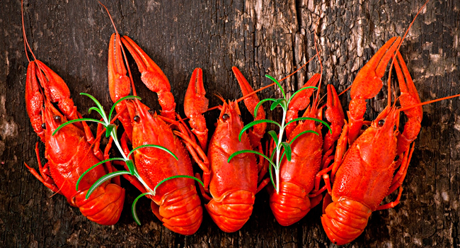 Раки средние Раки средние