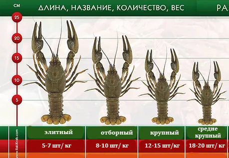 Таблица размеров